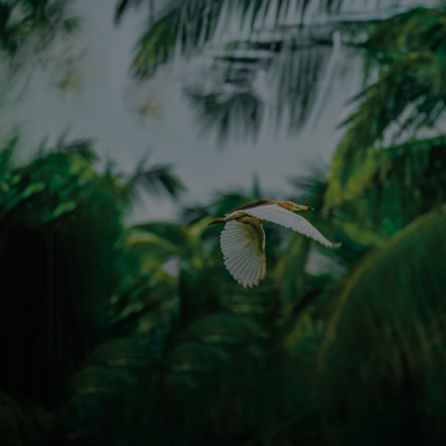 Biodiversity