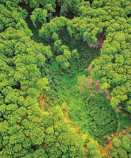 Ecosystem Restoration